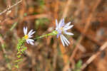 Walter's aster